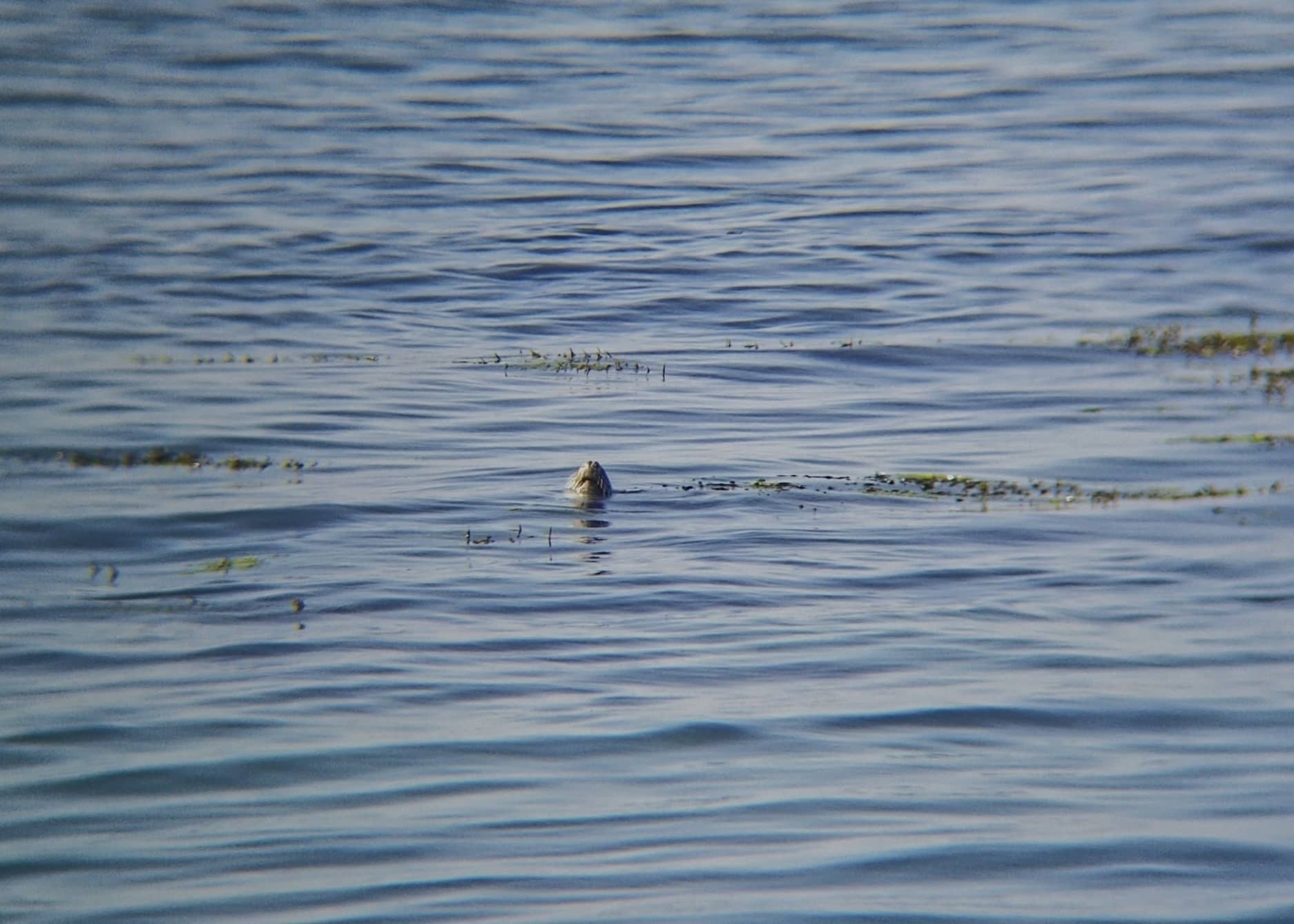 海獅腦袋(確切是鼻孔和嘴