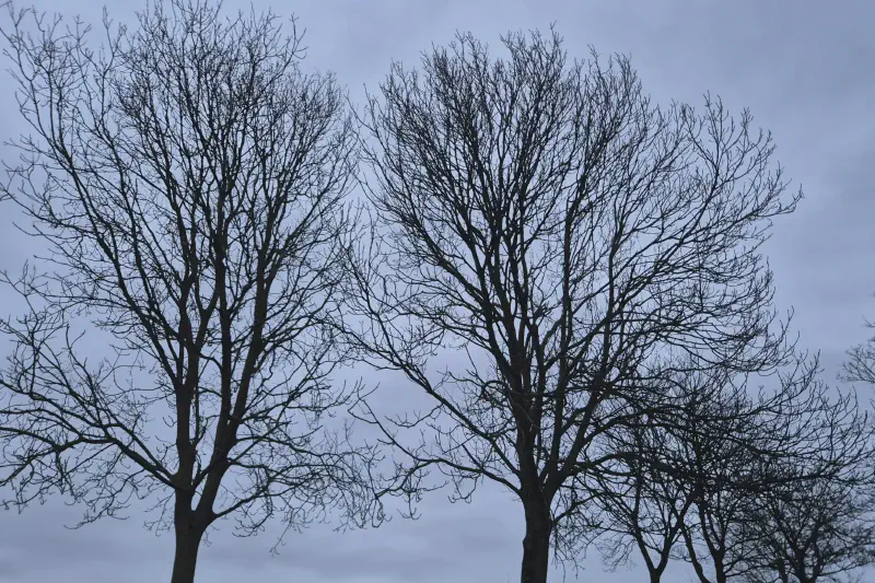 Featured image of post 一月報告